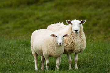 Obraz premium mother sheep and her lambs in lush green grassy field