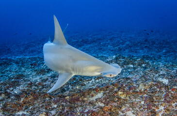 Hammerhead shark, French Polynesia