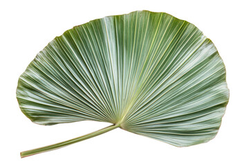 A single large palm leaf displaying a stunning fan shape, emphasizing the veins and contours, ideal for backgrounds or botanical illustrations