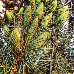 Obraz premium A detailed close up view of a pine tree featuring pine cones growing on it