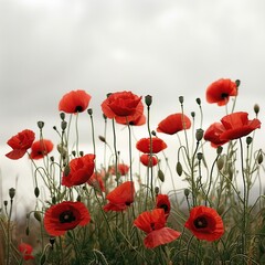 Fototapeta premium Vibrant red poppies blooming in a field under a cloudy sky.
