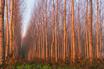 Poplars Po Valley fields field landscape panorama