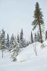 Snowy Forest Hillside with Pine Trees