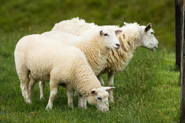 Obraz premium mother sheep and her lambs in lush green grassy field