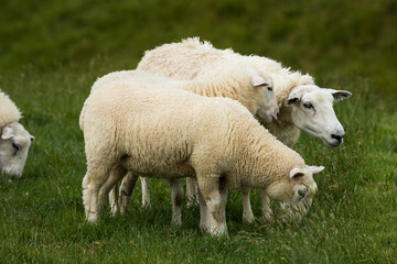mother sheep and her lambs in lush green grassy field
