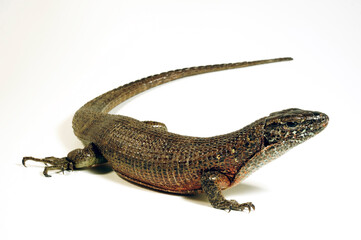 Southeastern girdled lizard - male // Madagaskar Riesen-Schildechse, Große Ringelschildechse - Weibchen (Zonosaurus maximus)