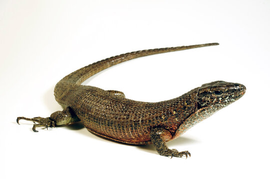 Southeastern girdled lizard - male // Madagaskar Riesen-Schildechse, Gro&szlig;e Ringelschildechse - Weibchen (Zonosaurus maximus)