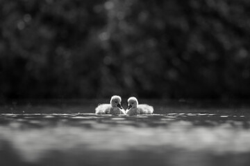 two baby swans on the water