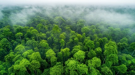 Lush Rainforest Aerial View Green Canopy Fog Nature