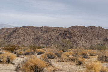 Cottonwood Mountains . Colorado Desert section of the Sonoran Desert. Joshua Tree National Park, California.