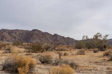 Fototapeta premium Cottonwood Mountains . Colorado Desert section of the Sonoran Desert. Joshua Tree National Park, California.