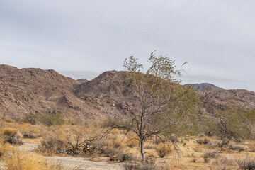 Colorado Desert section of the Sonoran Desert. Joshua Tree National Park, California. Olneya tesota is a perennial flowering tree of the family Fabaceae, legumes (peas, beans, etc.), ironwood, 