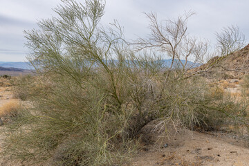 Parkinsonia florida, the blue palo verde (syn. Cercidium floridum), Colorado Desert section of the Sonoran Desert. Joshua Tree National Park, California.