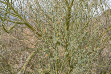 Fototapeta premium Parkinsonia florida, the blue palo verde (syn. Cercidium floridum), Colorado Desert section of the Sonoran Desert. Joshua Tree National Park, California.