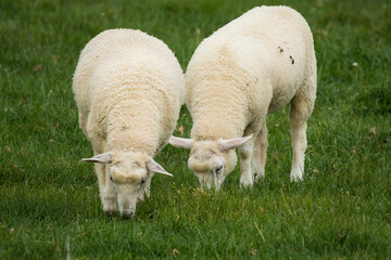 pair of lambs in lush green grassy field