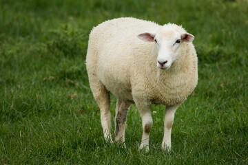 Obraz premium lamb in lush green grassy field