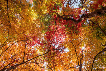 紅葉した森