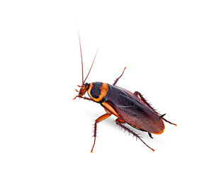 closeup brown cockroach on a white,isolated