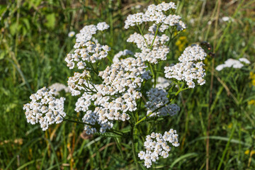 Captivating close-up of white Achillea flowers. Delicate blooms embodying timeless beauty and natural elegance, a tribute to botanical grace