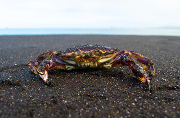 a crab on a black sand beach in Chile