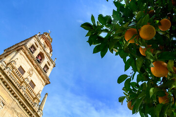 The Bell Tower of  Mosque-Cathedral of Cordoba in the Patio de los Naranjos