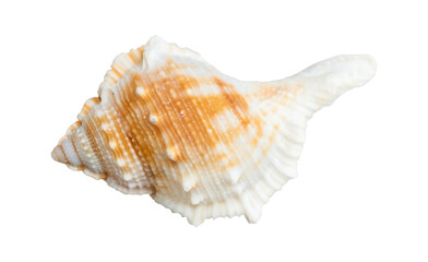 fox sea shell isolated on white