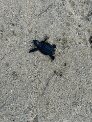 tortugas de mar recién nacidas