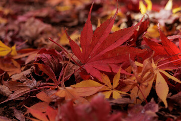 紅葉した落ち葉