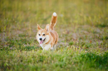 Cute Welsh Corgi dog runs happily through grass in meadow, playing during walk in park .Pet on walk in summer park