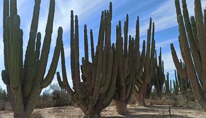 Desierto de Sonora