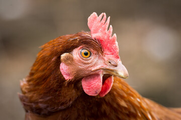 close up of free range chicken foraging