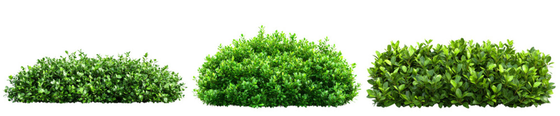 Obraz premium Three green bushes in varying shapes and sizes