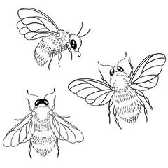 set of cute insect bugs in line art style