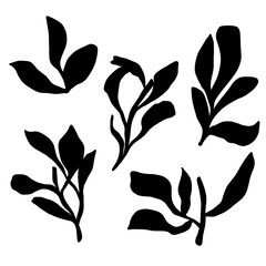 botanical illustration of twigs and flowers line art
