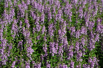 Fototapeta premium field of lavender
