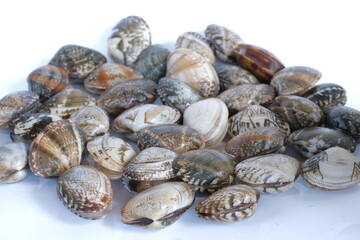 Clams on white background. Seafood.