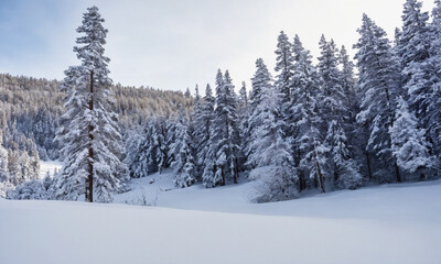 겨울산 소나무에 눈내린풍경 멋짐