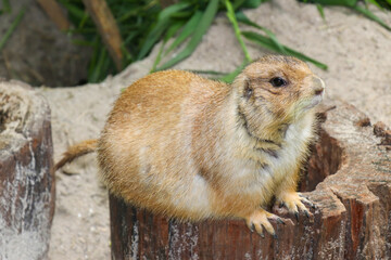 Single Prairie Dog in ZOO