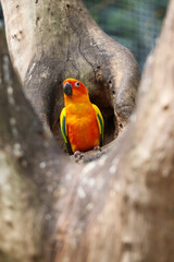 A small orange parrot in the zoo.
