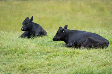 black angus cattle resting in green grassy field