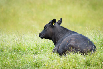 black angus cattle resting in green grassy field