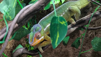 The lizards are kept in a glass tank.