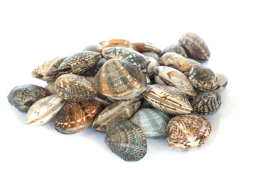 Clams on white background. Seafood.