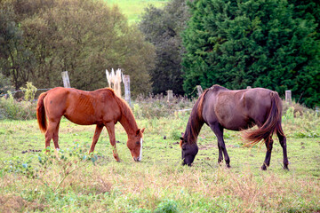 Several horses outdoors grazing grass