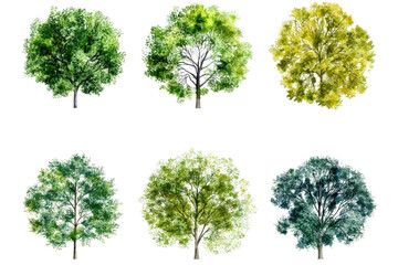Fototapeta premium Lush Tree Collection Watercolor Top View for Landscaping Design