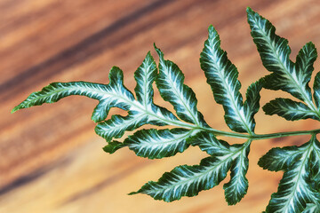 Pteris cretica is called the brake of Crete, banded fern leaves © fotosenukas