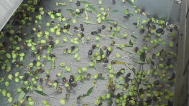 Olives Vibrating on Conveyor Belt to Remove Leaves During Pre-Processing Stage