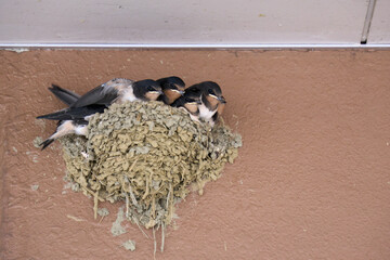 親鳥の帰りを待つツバメの兄弟