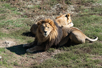 Lions Grassland Resting Two lions resting in grassland on a sunny day.