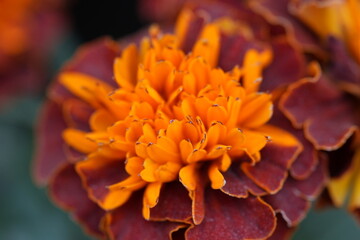 orange flower of officinalis